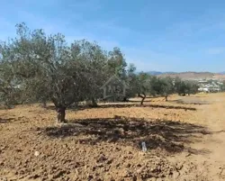 Un Terrain de 1688 m² à Vendre à Hammamet sud 51355351
