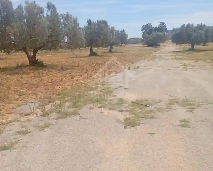 Terrain de 2000 m² à Hammamet sud à Vendre 51355351 - Vue 2