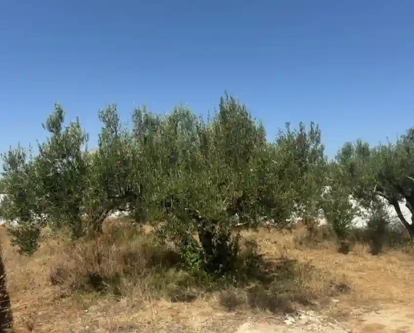 Terrain Verdon (réf T2023) - Vue 1
