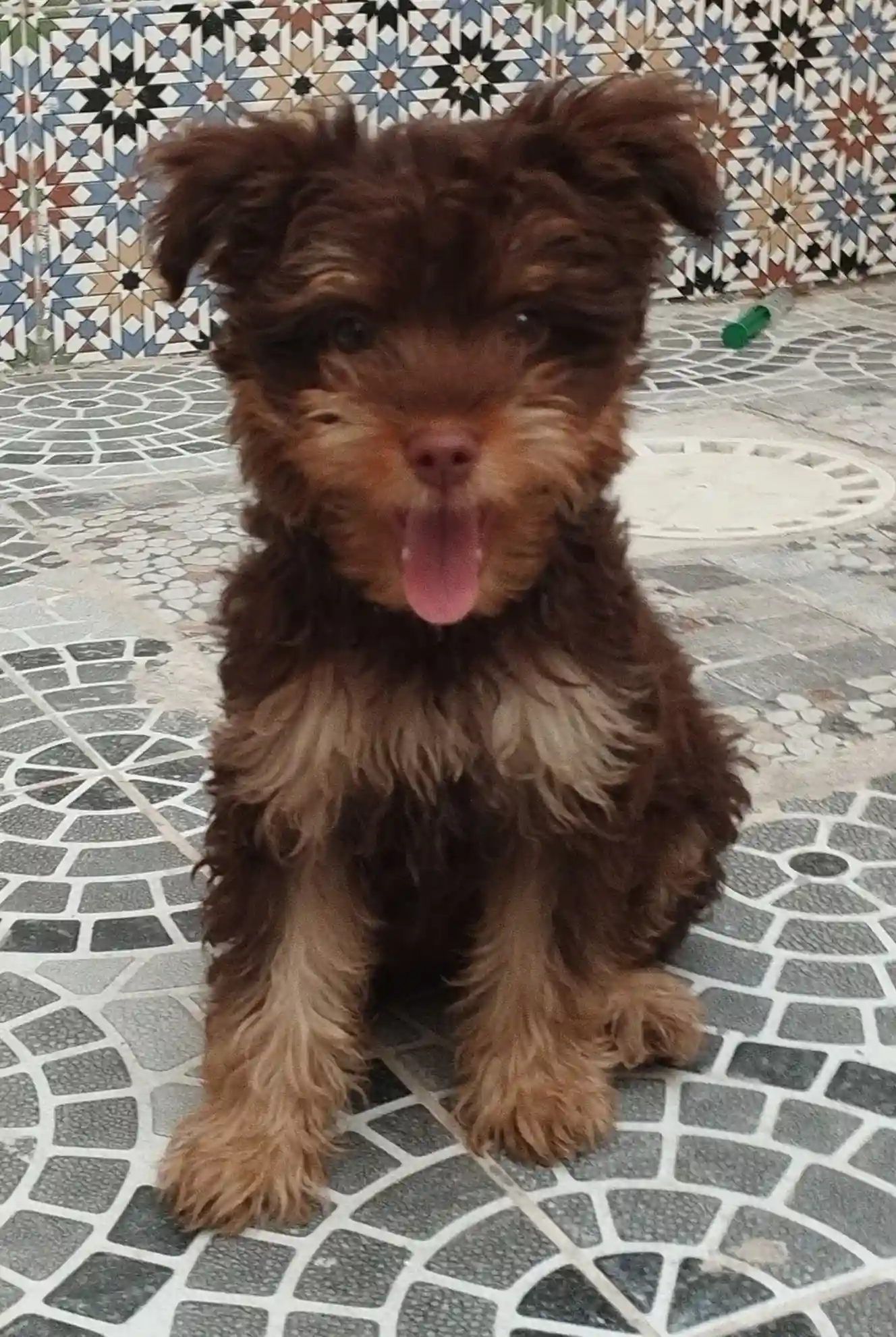 Chien de Race Bichon à Nouvelle Medina - Vue 1