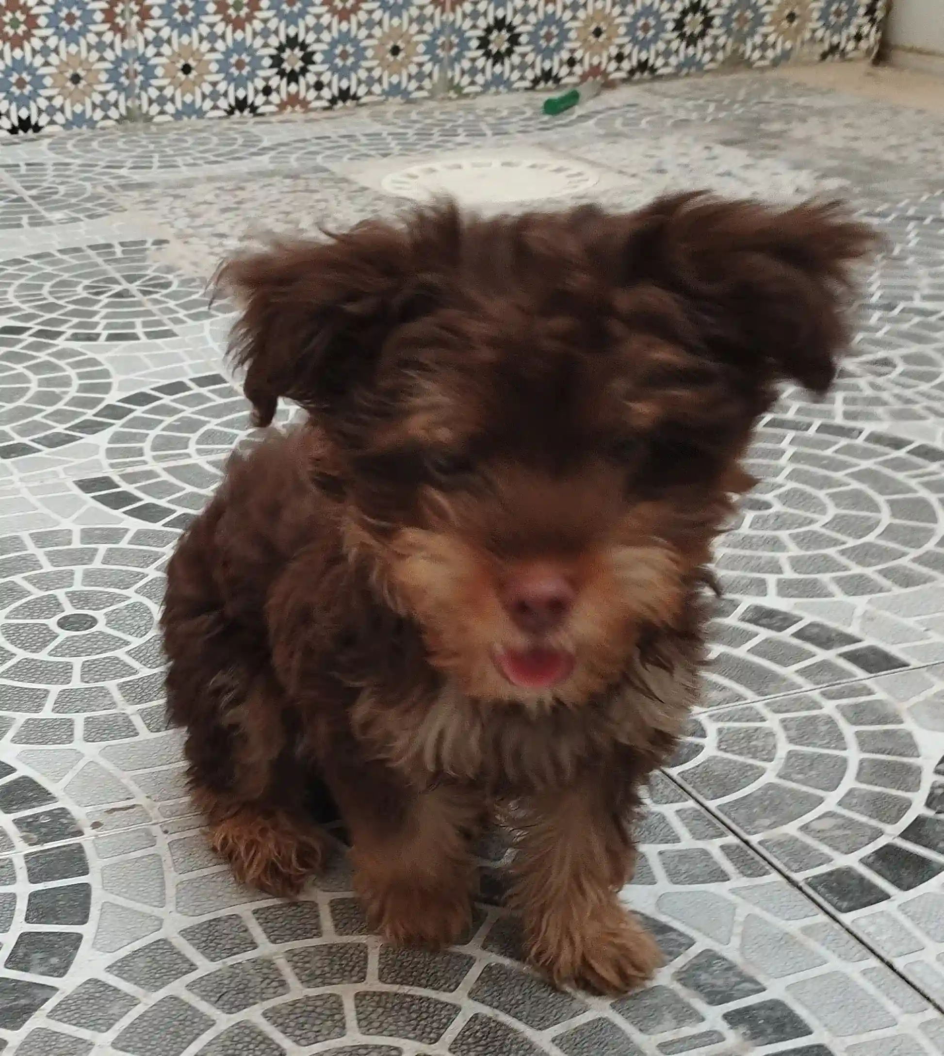 Chien de Race Bichon à Nouvelle Medina - Vue 2