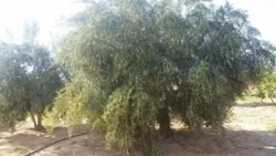 Huile D'olive BIO DE Djerba 4175 EL MAY