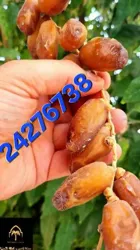 دڤلة عرجون صندوق 5كغ55د شريحة توجان 1كغ 38د