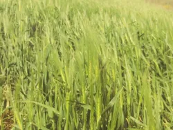 5 Hectares Terrain Agricole nu à Boucha