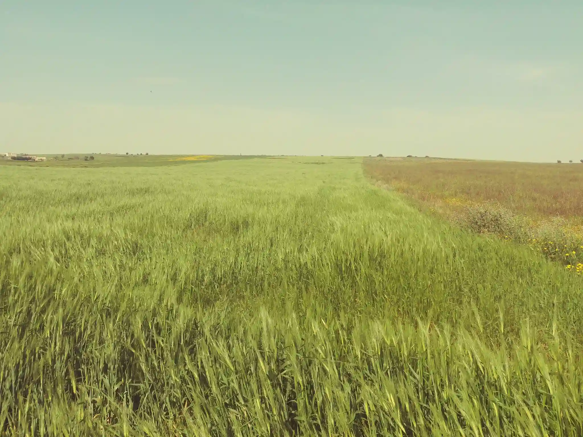 5 Hectares Terrain Agricole nu à Boucha - Vue 4