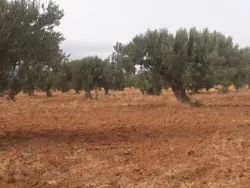 Beau Terrain en Location à Hammamet Nord Surface de 106000 m²