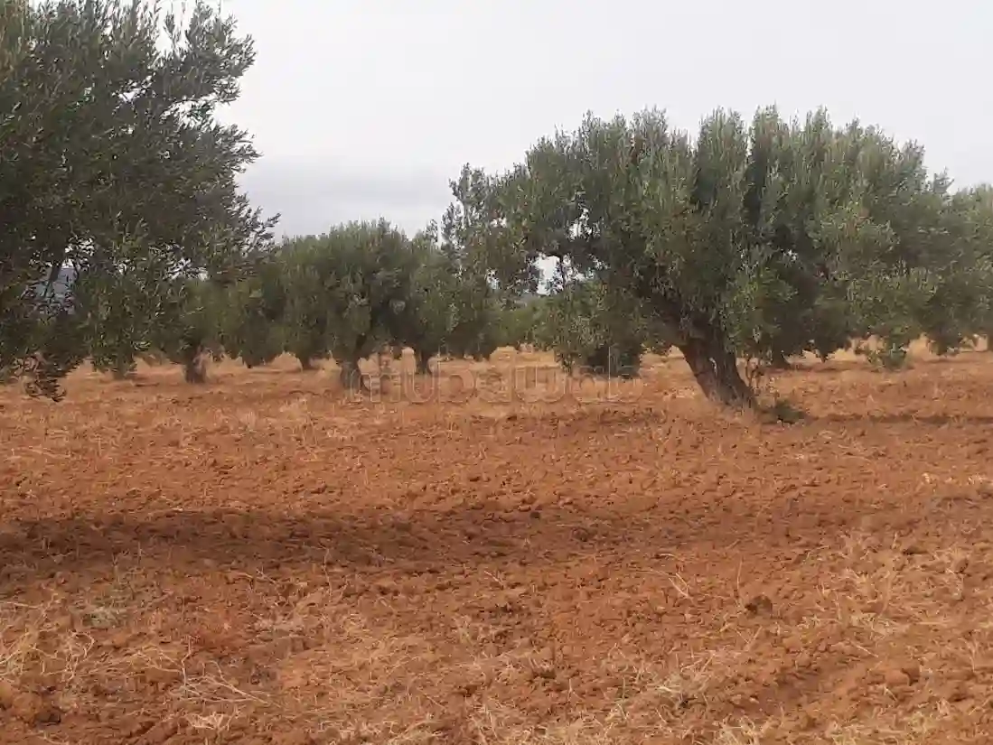 Beau Terrain en Location à Hammamet Nord Surface de 106000 m²