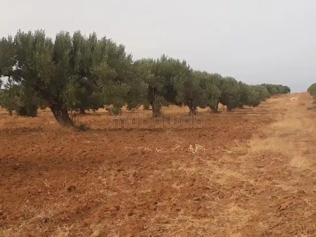 Beau Terrain en Location à Hammamet Nord Surface de 106000 m² - Vue 1