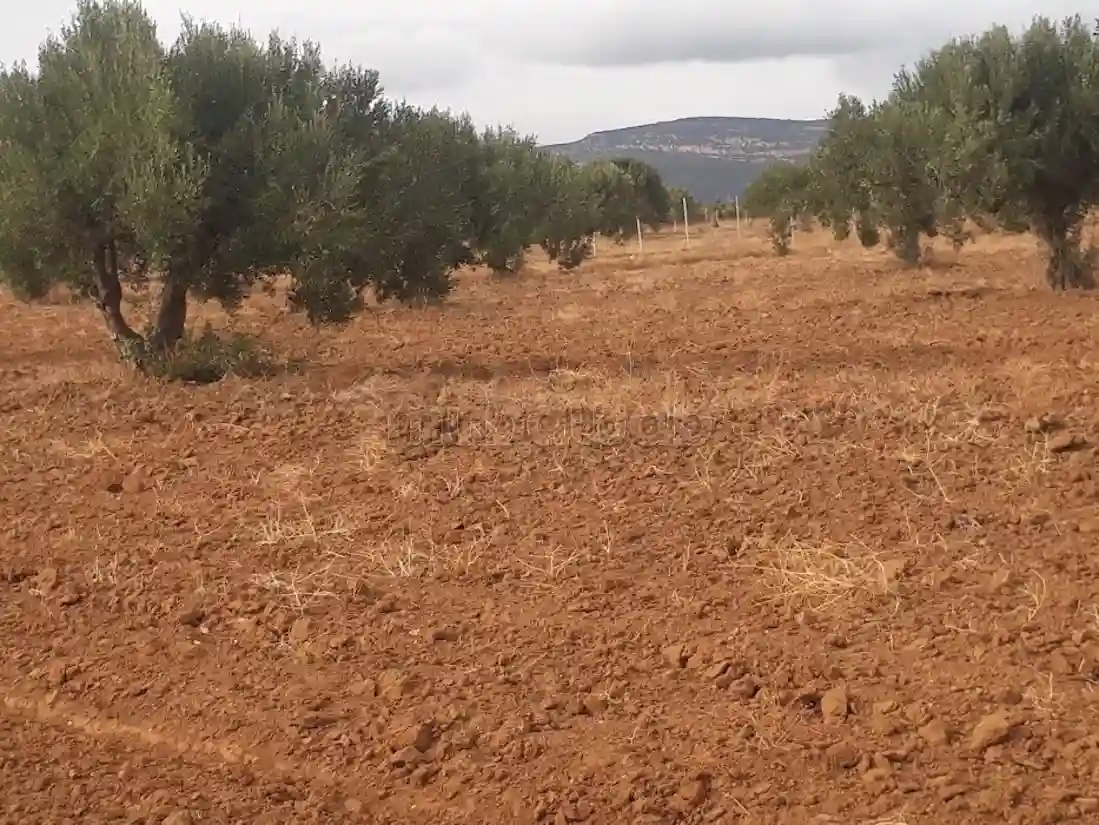Beau Terrain en Location à Hammamet Nord Surface de 106000 m² - Vue 2