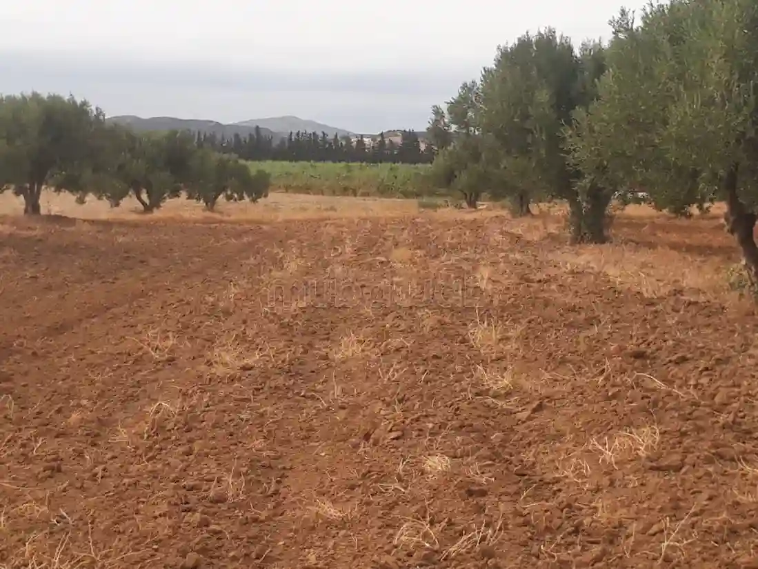 Beau Terrain en Location à Hammamet Nord Surface de 106000 m² - Vue 3