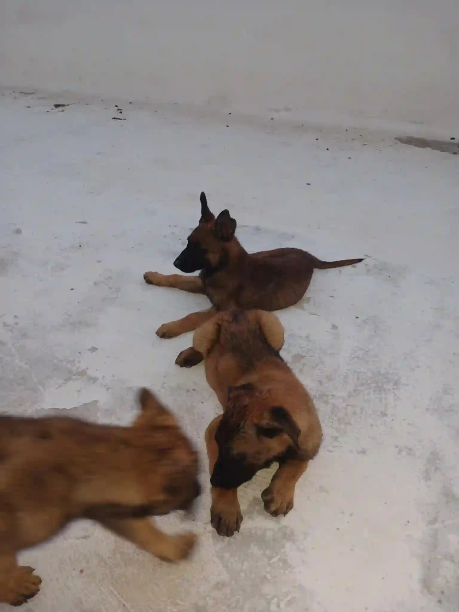 Chien Malinois à La Soukra