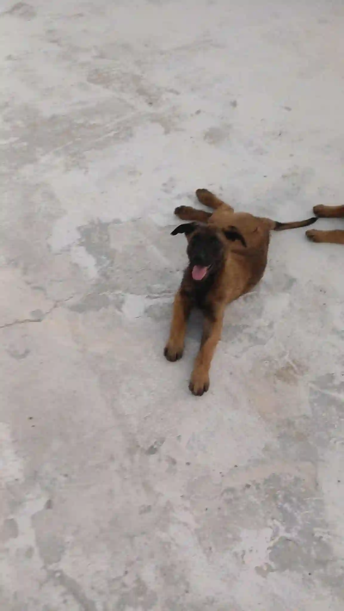 Chien Malinois à La Soukra - Vue 1