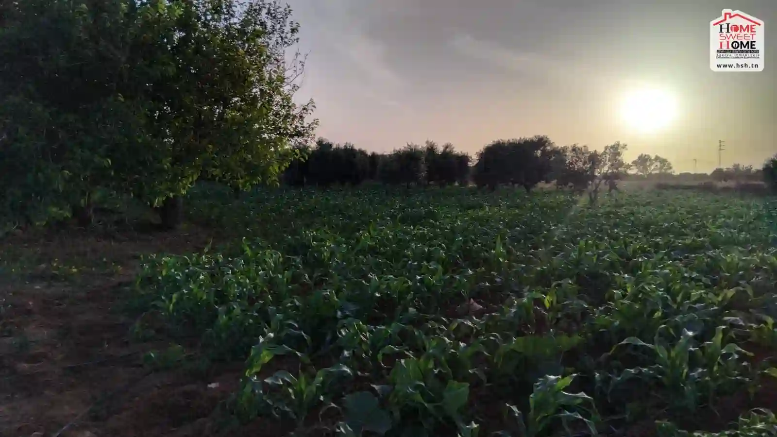 Ferme Vital à Kélibia à Kelibia