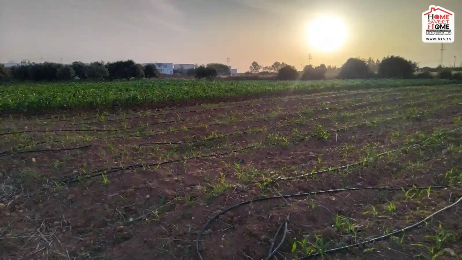Ferme Vital à Kélibia à Kelibia - Vue 1