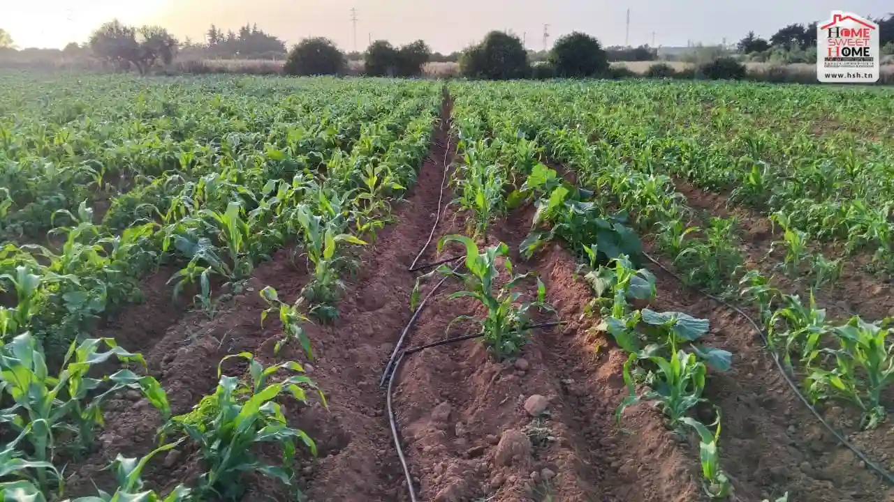Ferme Vital à Kélibia à Kelibia - Vue 2