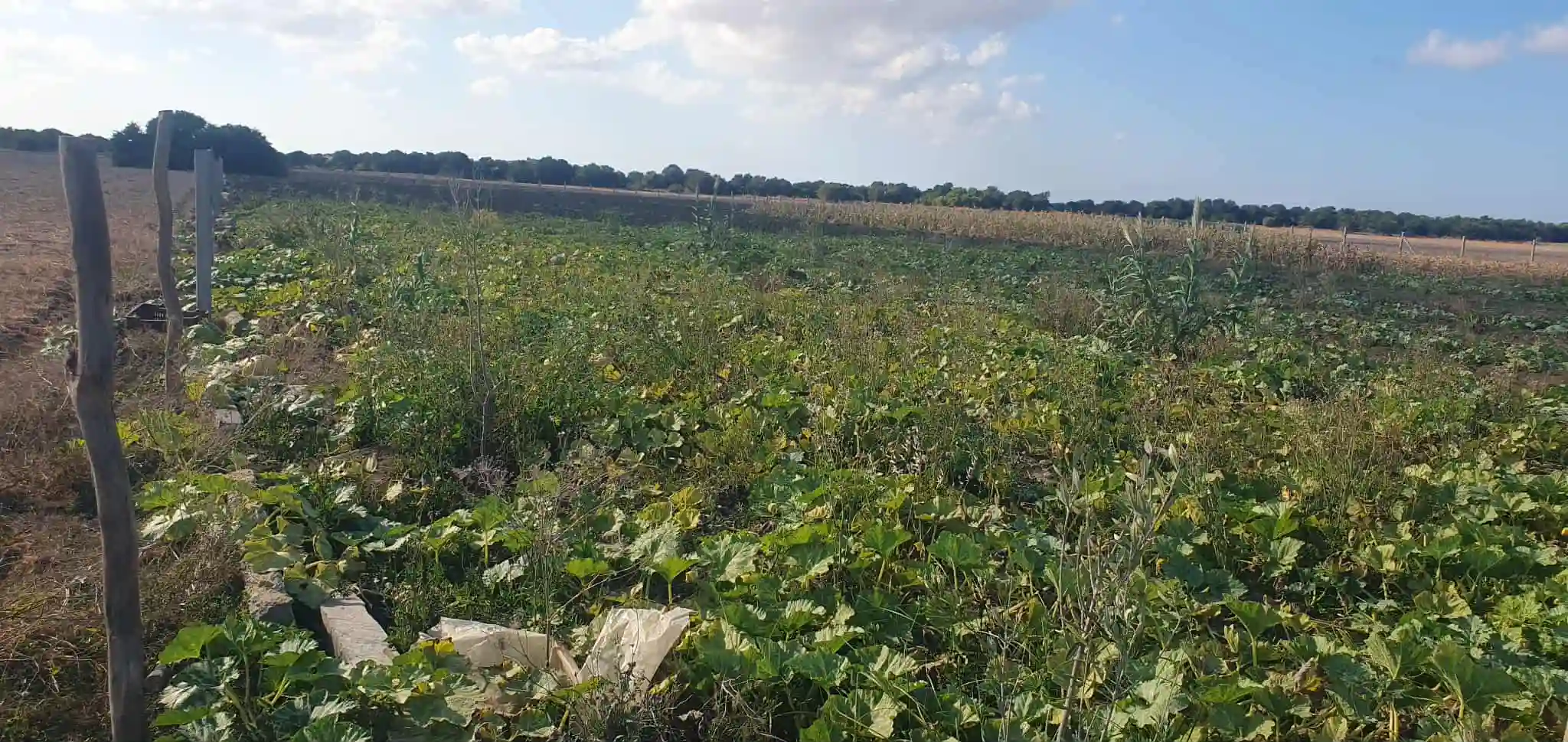 Ferme à Chraf el Haouaria à Charaf - Vue 1