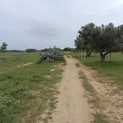 Av Terrain 290m à Hammamet sud