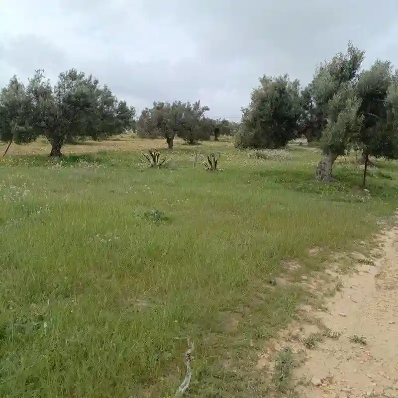 Av Terrain 290m à Hammamet sud - Vue 1