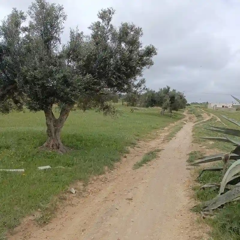 Av Terrain 290m à Hammamet sud - Vue 2