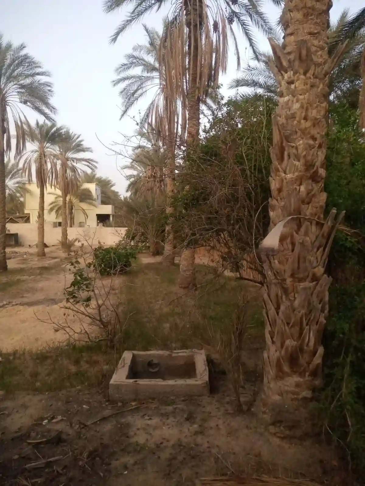 a Vendre Terrain a Tozeur Avec Titre Blue - Vue 3