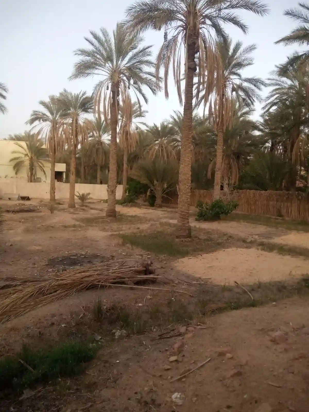 a Vendre Terrain a Tozeur Avec Titre Blue - Vue 4