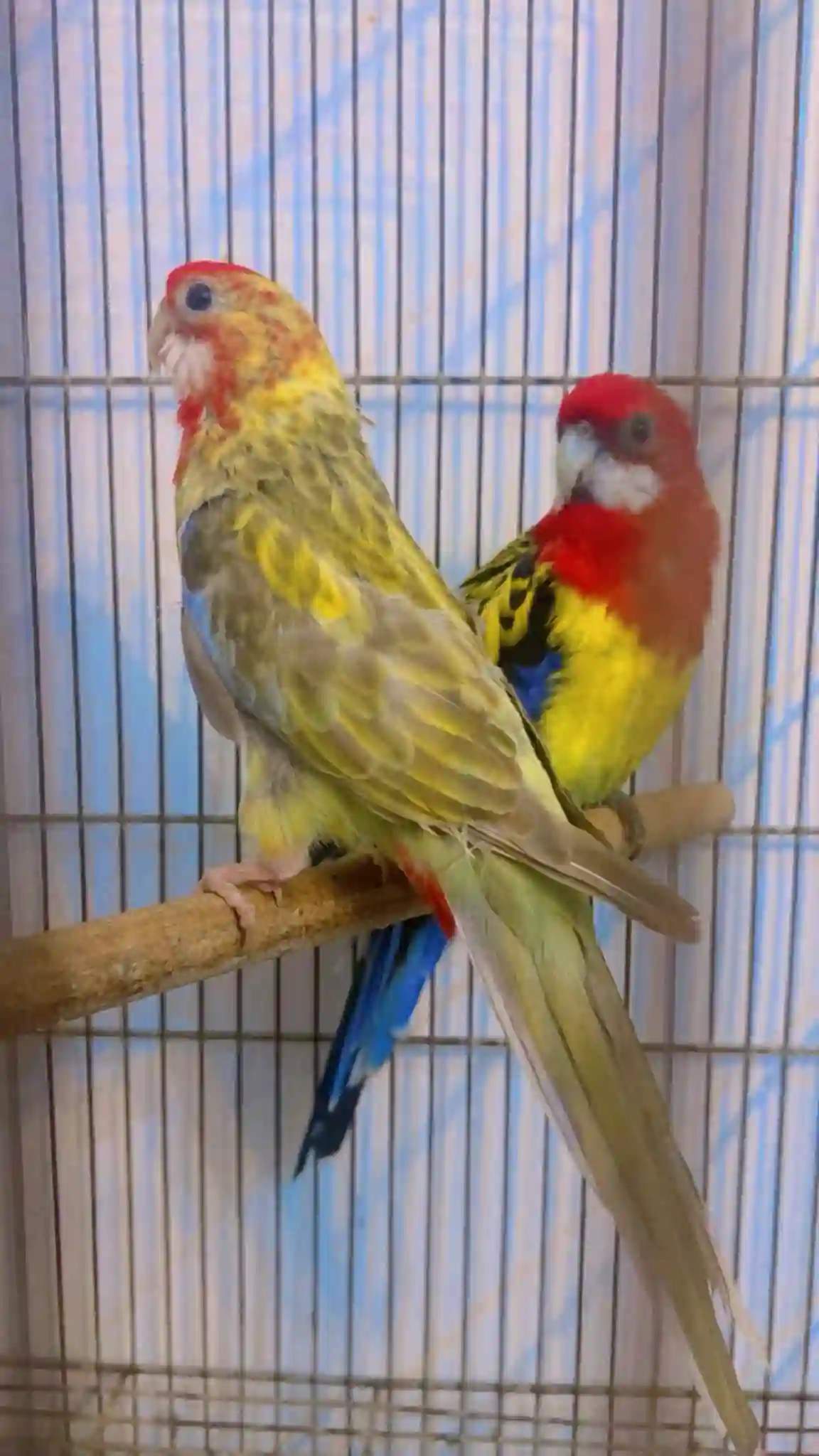 Couple Omnicolore à La Soukra