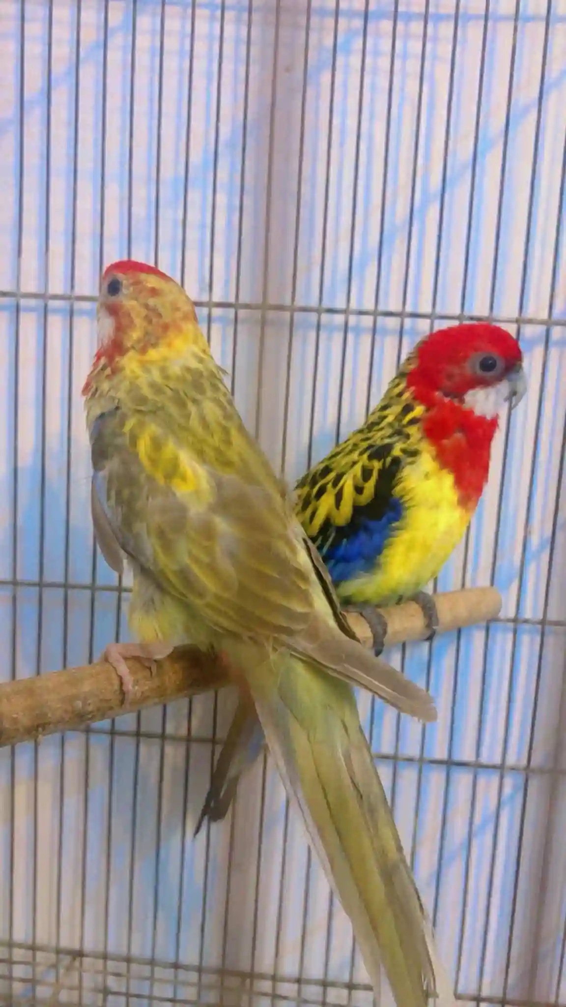 Couple Omnicolore à La Soukra - Vue 1