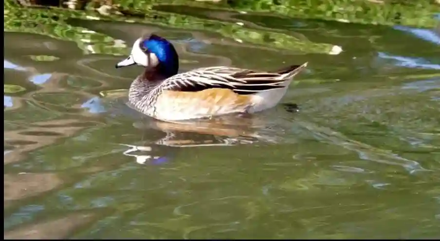 Appareil Photo - Vue 1