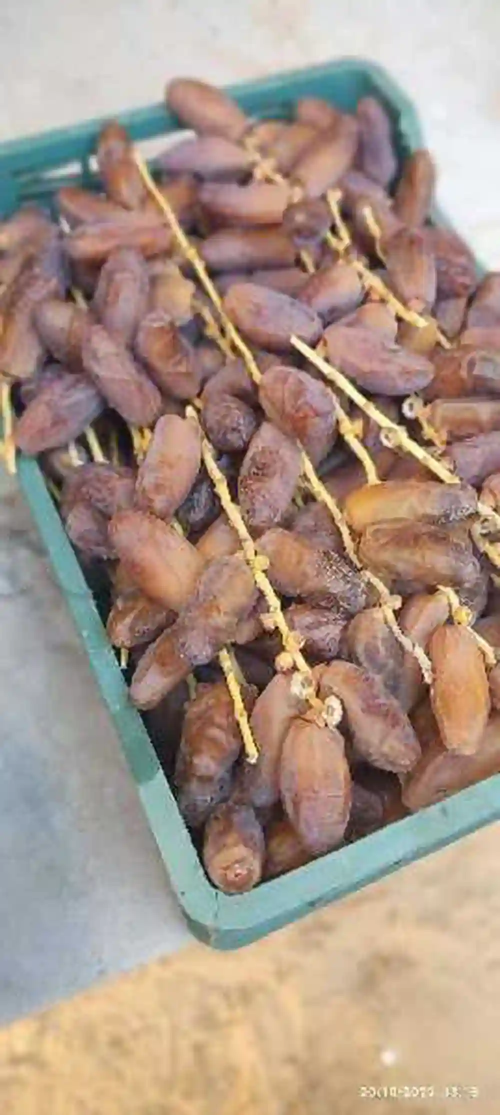 دقلة النور - Vue 1