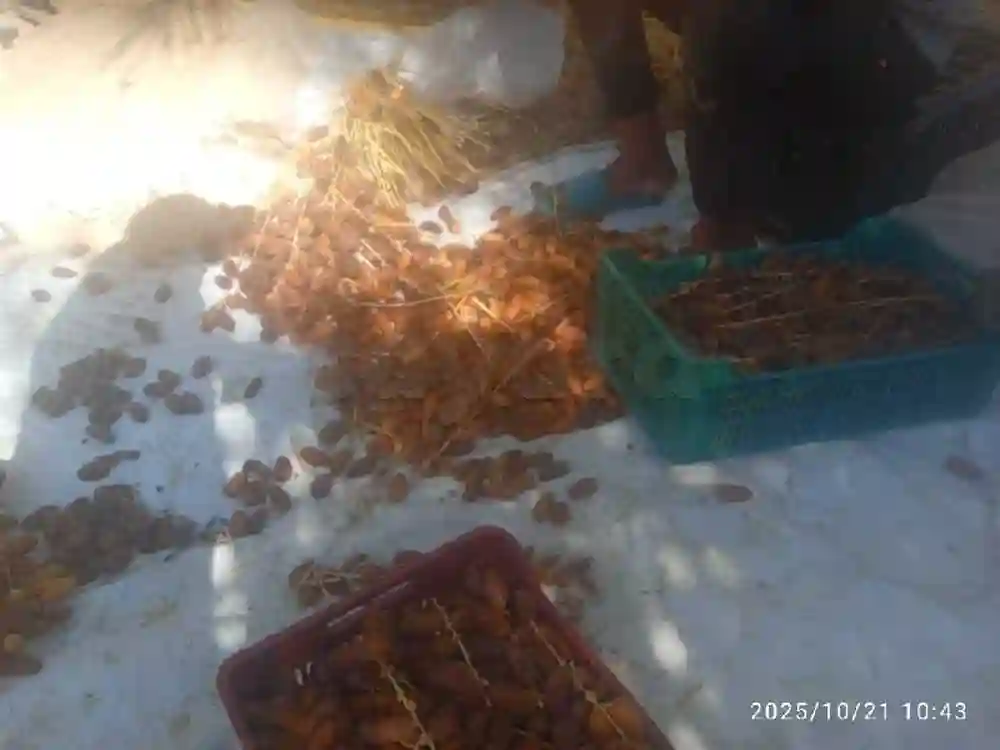 دقلة النور - Vue 2