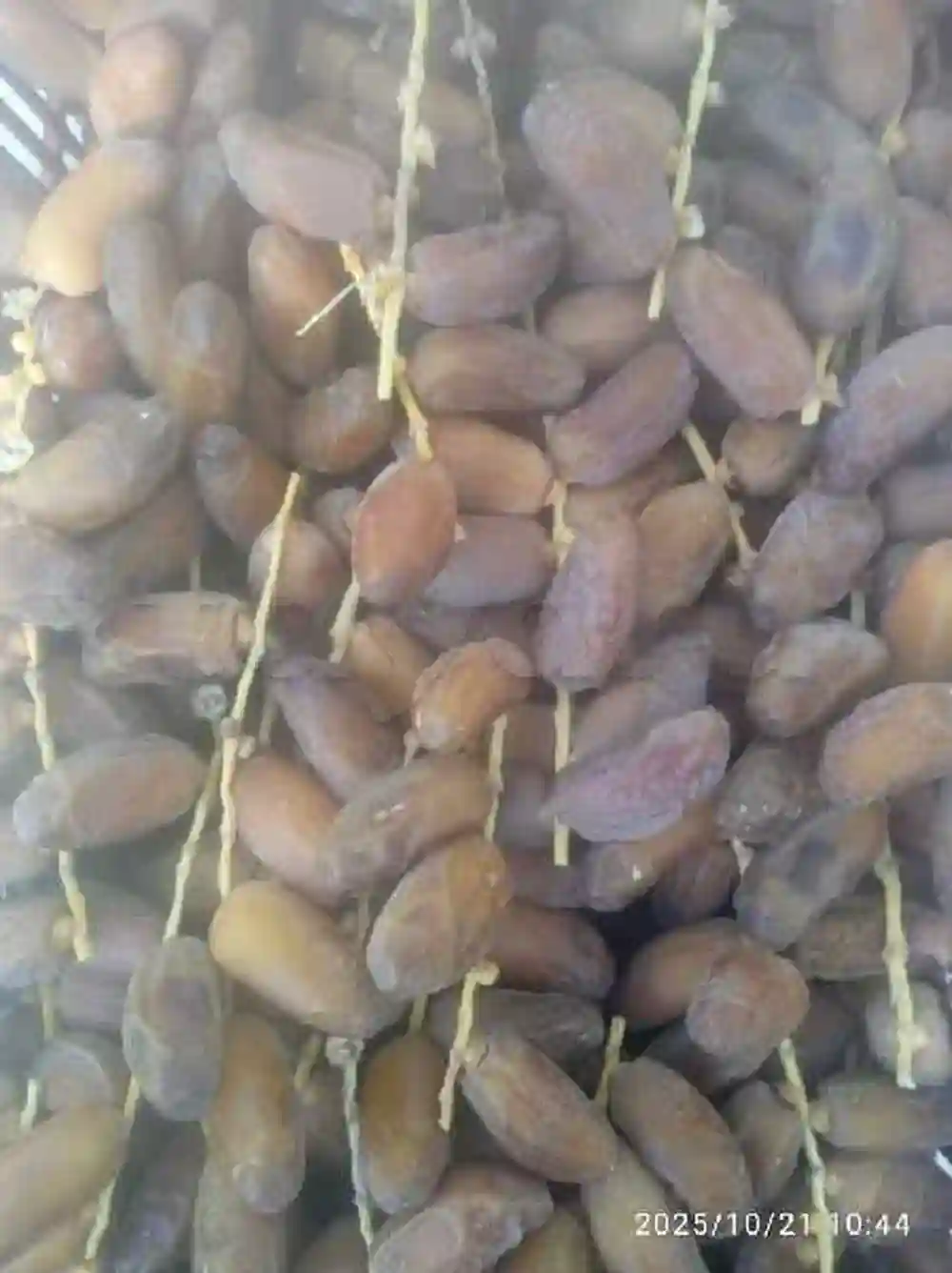 دقلة النور - Vue 4