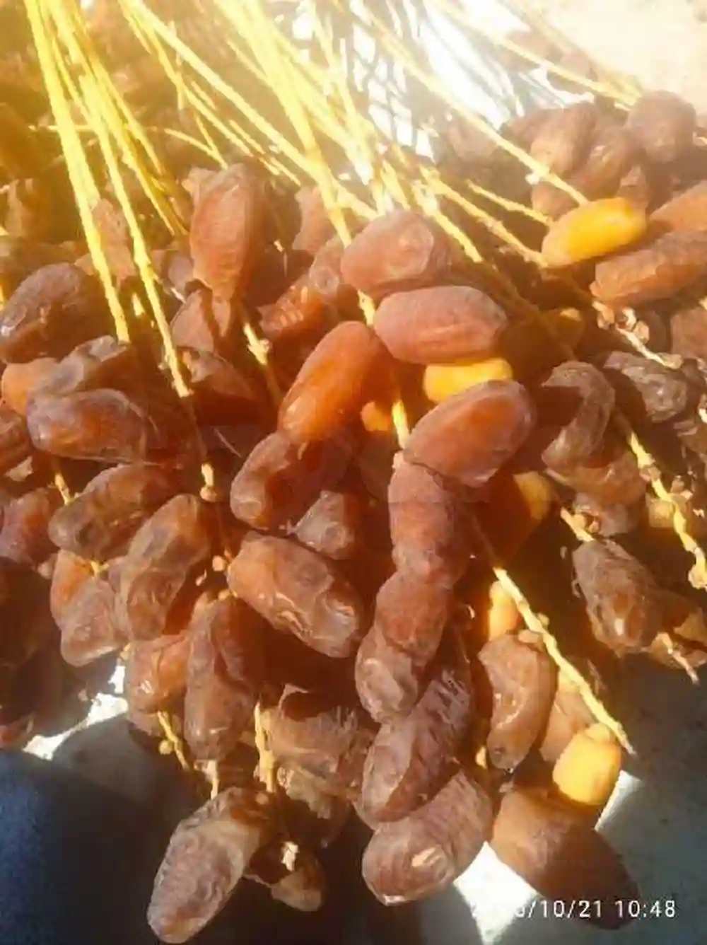 دقلة النور - Vue 5