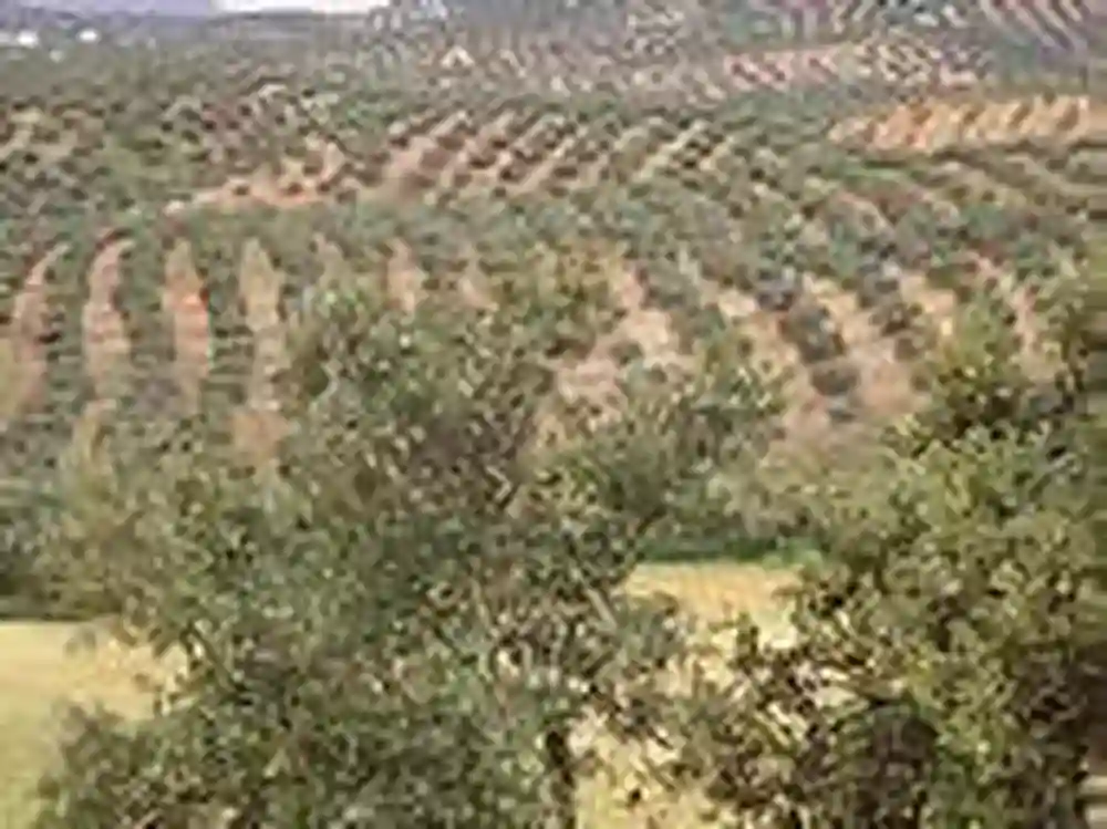 Ferme 17 ha A Tunis - Vue 1