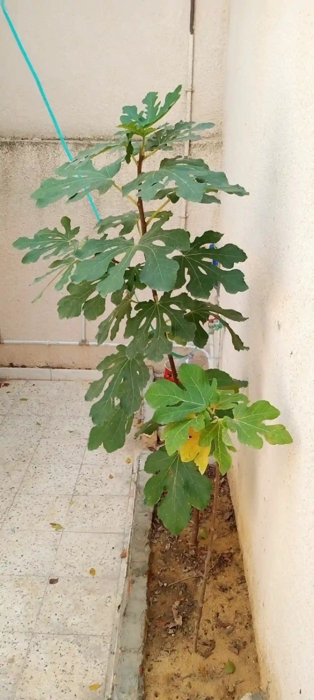 Maison Propre - Vue 4