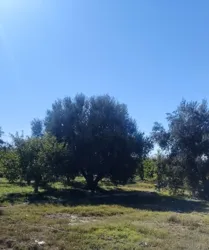 Ferme 11 Hectares a Vendre à Sbiba