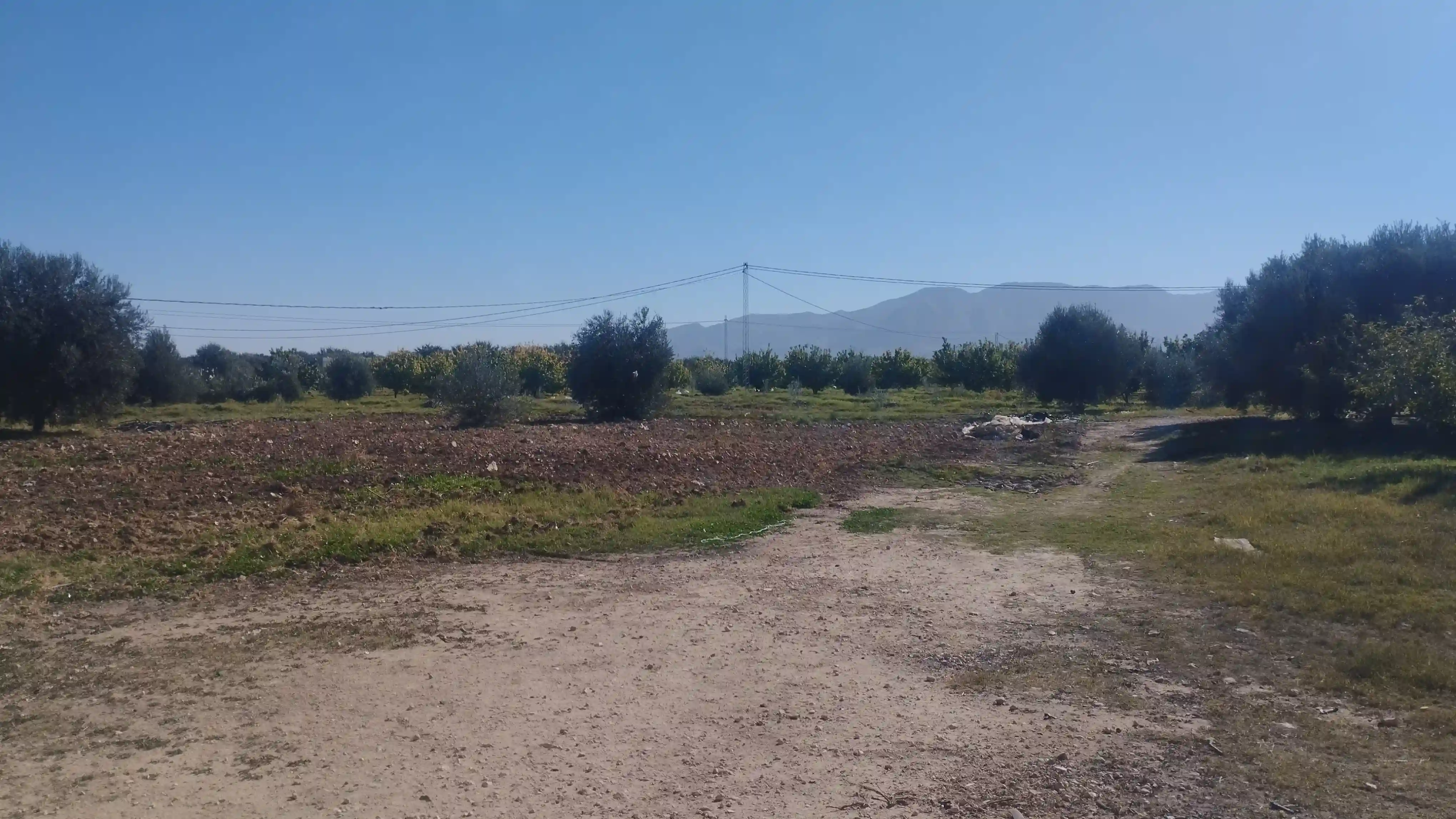 Ferme 11 Hectares a Vendre à Sbiba - Vue 1