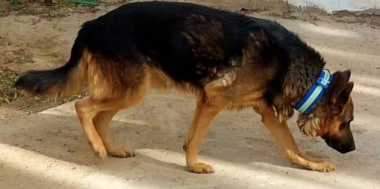 Couple de Chiens de Garde Berger Allemand Pure Race.