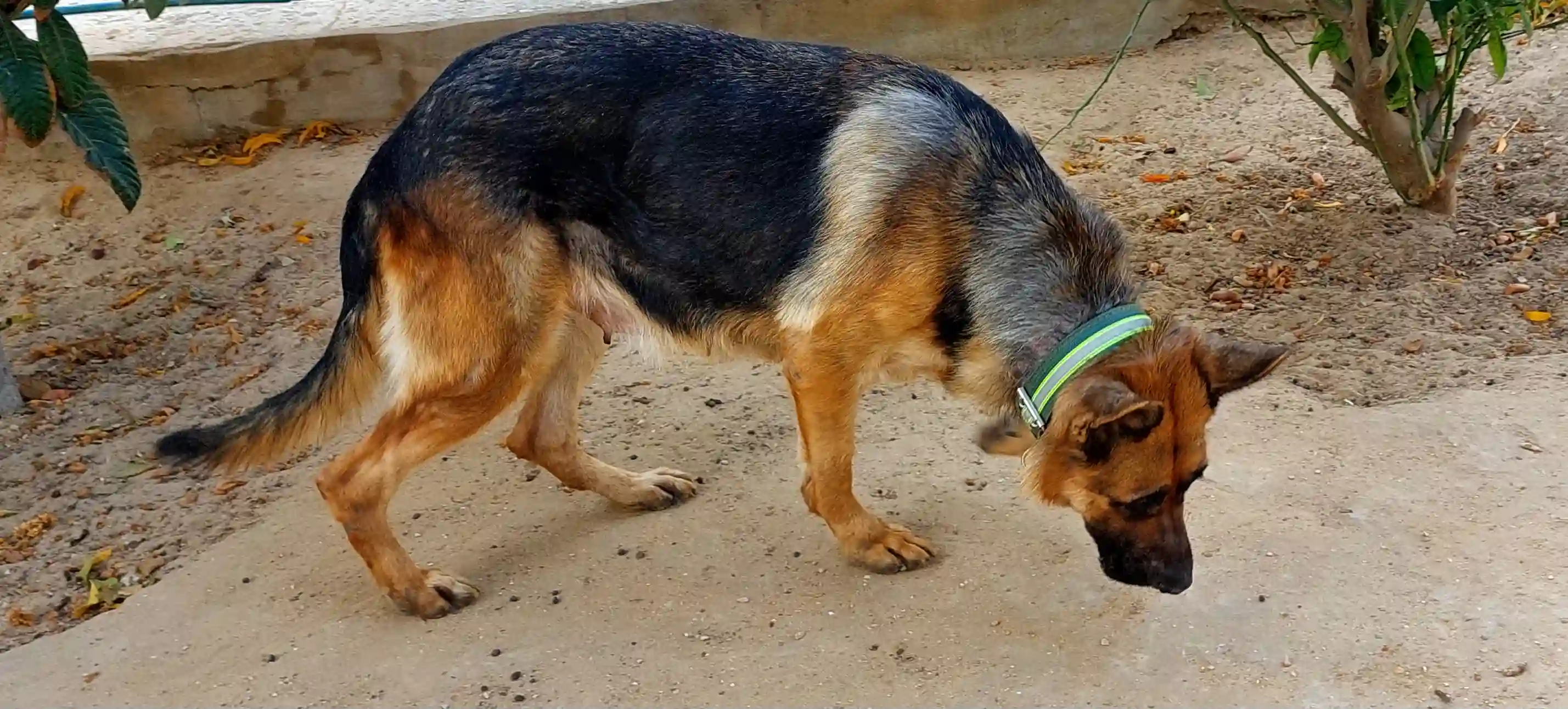 Couple de Chiens de Garde Berger Allemand Pure Race. - Vue 1