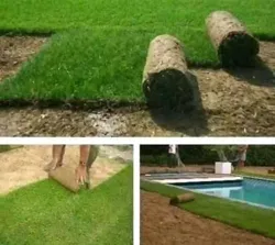 Venet et Posez Gazon Naturelle 21226774