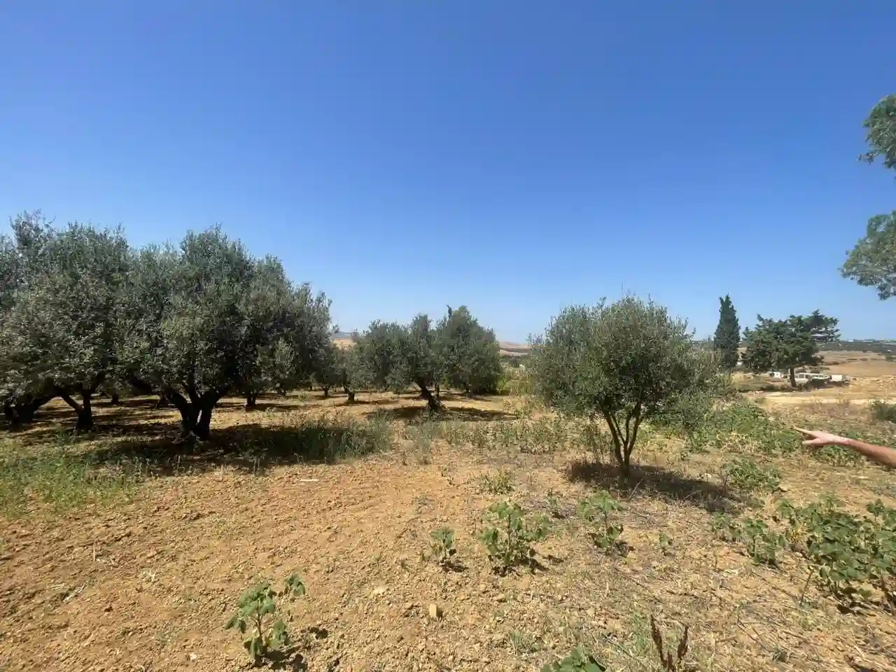 Terrain Agricole ou Idéal Projet Maison Dhôtes à El Fejja - Vue 3