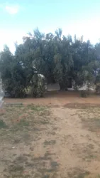 Huile D'olive bio de Djerba 4175 el may à Djerba - Midoun