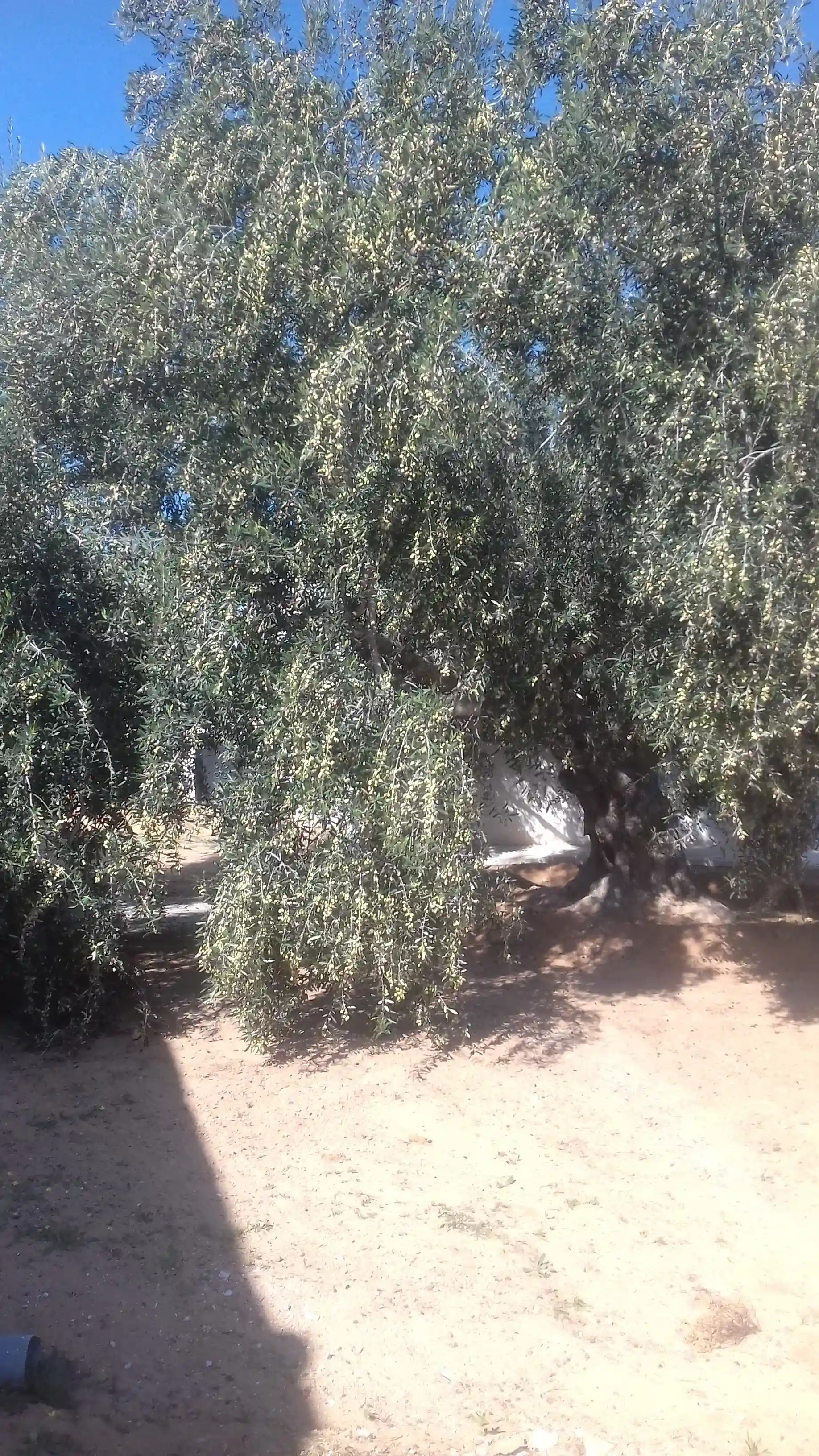 Huile D'olive bio de Djerba 4175 el may à Djerba - Midoun - Vue 1