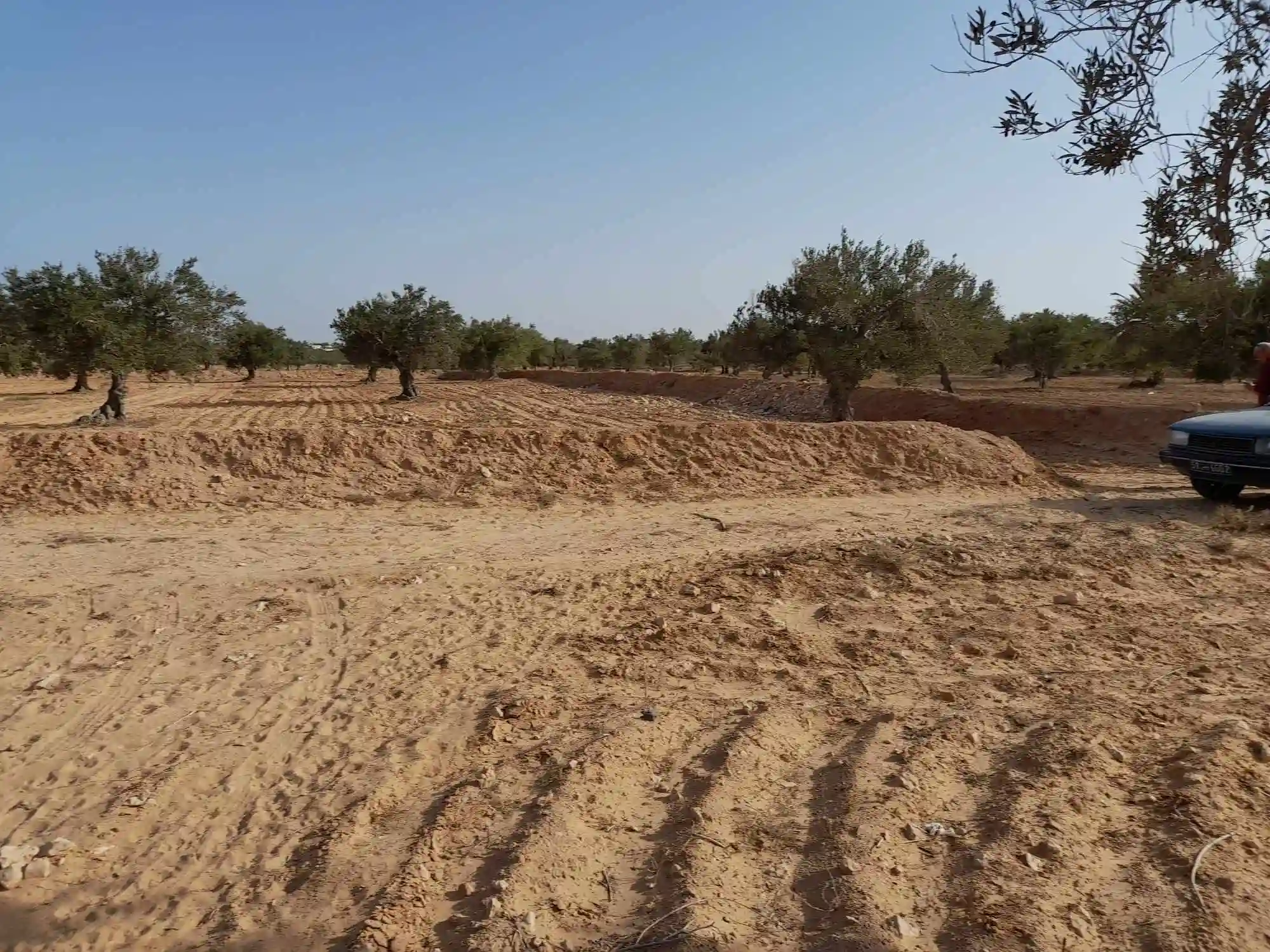 Huile D'olive bio de Djerba 4175 el may à Djerba - Midoun - Vue 2