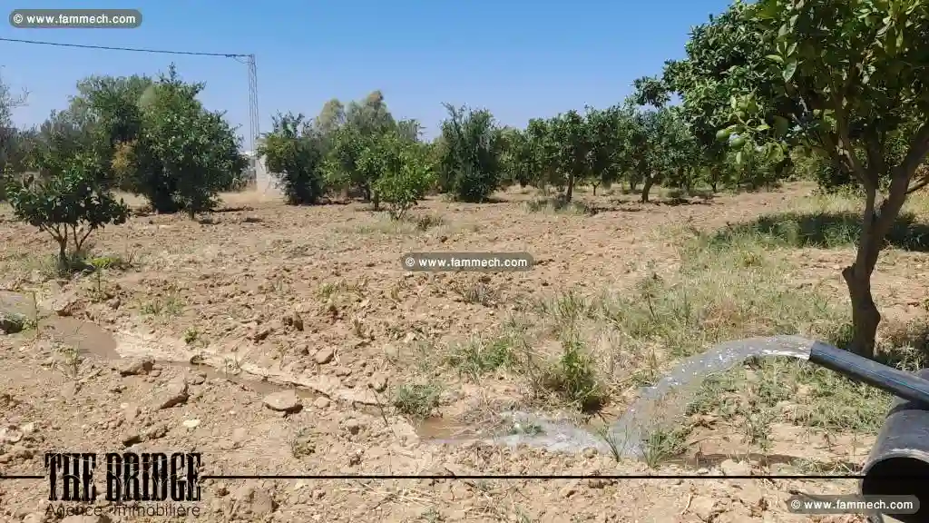 Ferme à Mhedhba Route Nabeul - Vue 7
