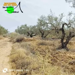 Terrain Agricole 3666m vue mer à Koussour Gharnata à Chatt Meriem