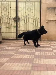 Berger Allemand Noir à Tebourba