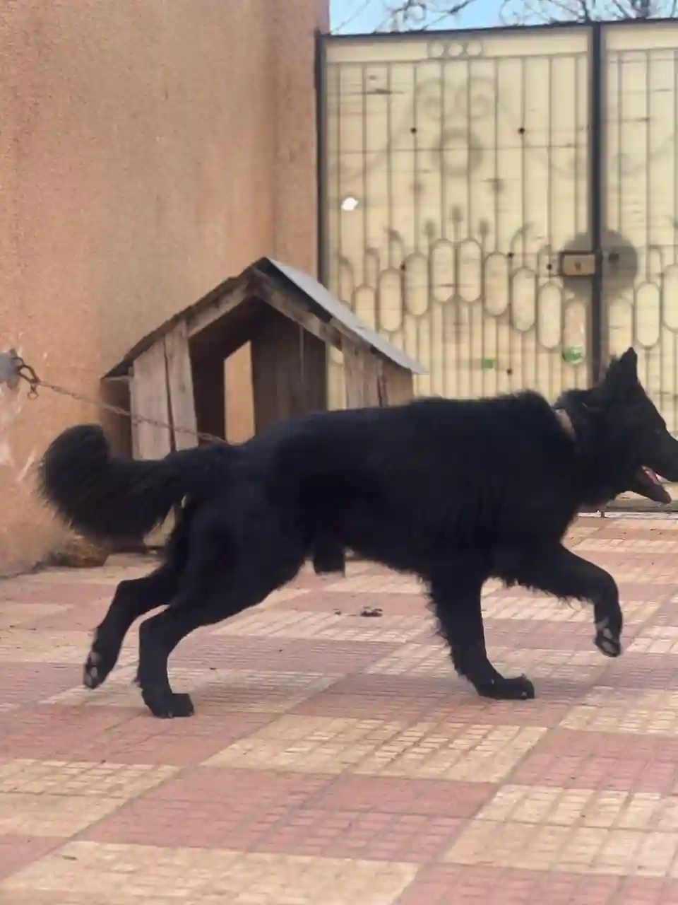 Berger Allemand Noir à Tebourba - Vue 1