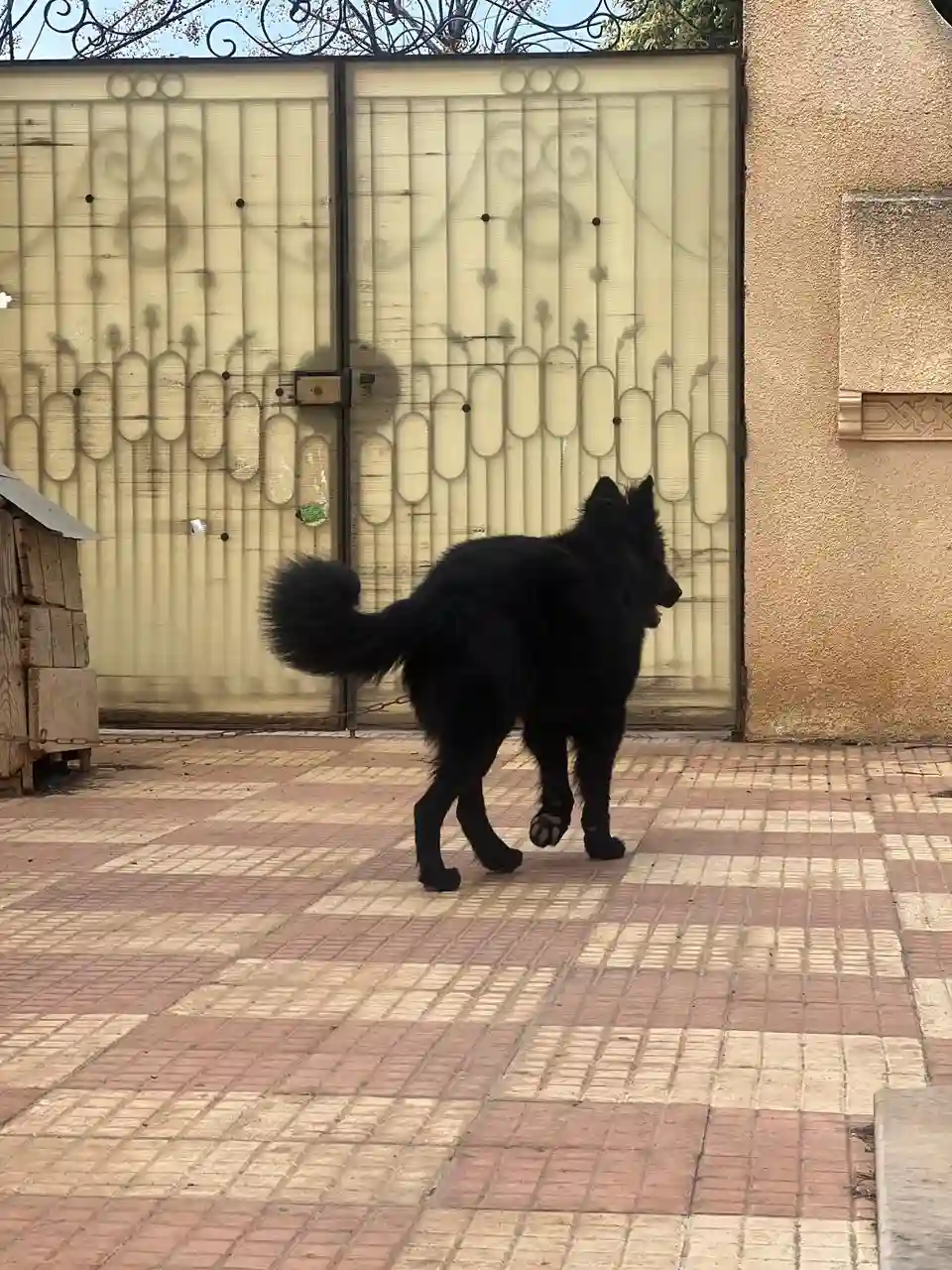 Berger Allemand Noir à Tebourba - Vue 2