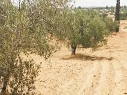 Av Terrain 9000m +120 Oliviers à Zaghouan