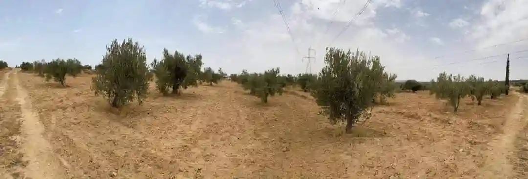 Av Terrain 9000m +120 Oliviers à Zaghouan - Vue 1